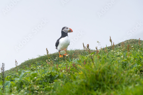 Close up view of the beautiful Puffins  -Fratercula- in the natural environment in the Mykines island -Faroe Islands  © Gian