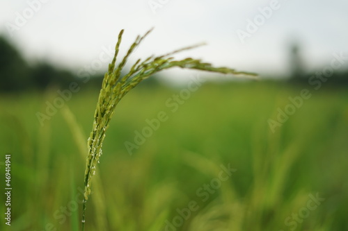 rice farm organic green color background and closeup rice in morning.