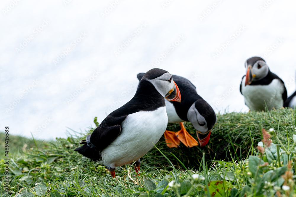 Fototapeta premium Close up view of the beautiful Puffins -Fratercula- in the natural environment in the Mykines island -Faroe Islands 