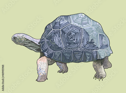 Aldabra tortoise drawing, exotic, herbivora, art.illustration, vector