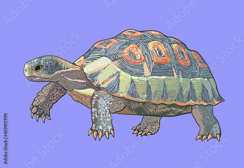 Angulata tortoise drawing, beautiful, art.illustration, vector photo