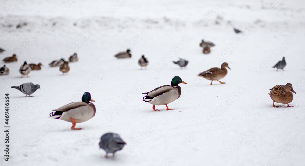 Winter portrait of a duck in a winter public park. Duck birds are standing or sitting in the snow. Migration of birds. Ducks and pigeons in the park are waiting for food from people. Winter portrait of a duck in a winter public park. Duck birds are standing or sitting in the snow. Migration of birds. Ducks and pigeons in the park are waiting for food from people.