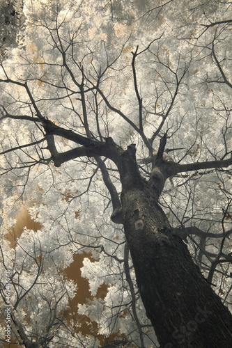 Infrared photoshoot, the tree trunks are towering and the leaves are thick, taken from an angle from below. 