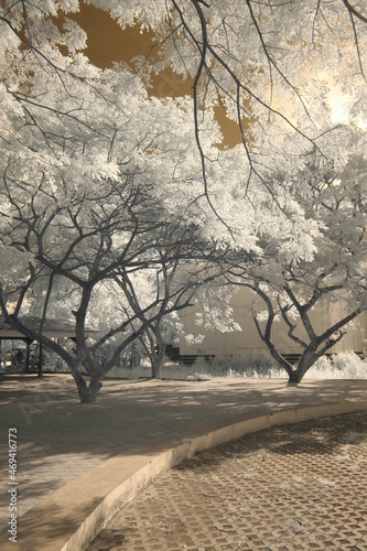Infrared photoshoot, trees in a park that give the impression of mystique or surrealism.