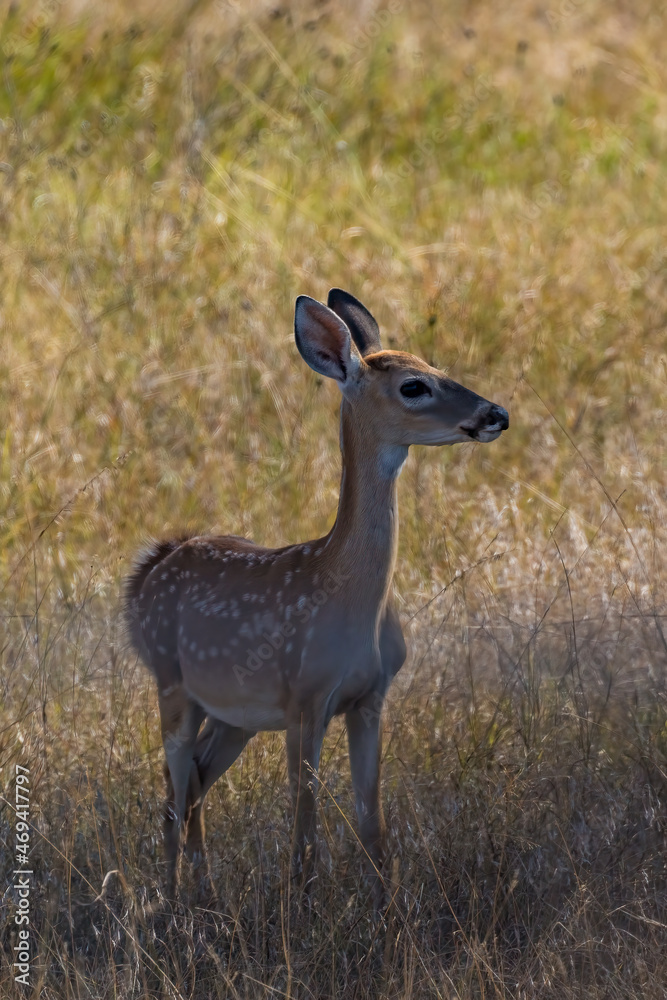 Fototapeta premium white deer