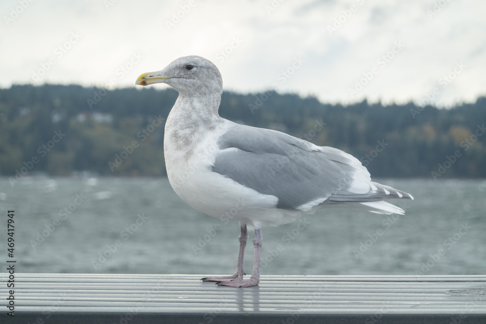 Obraz premium Gulls, or colloquially seagulls, are seabirds of the family Laridae in the suborder Lari.