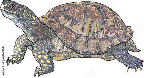 astern box turtle drawing, herbivora, art.illustration, vector photo