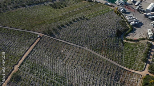 Aerial View Of Famous Babic Vineyard In Primosten, Croatia At Daytime - drone shot photo