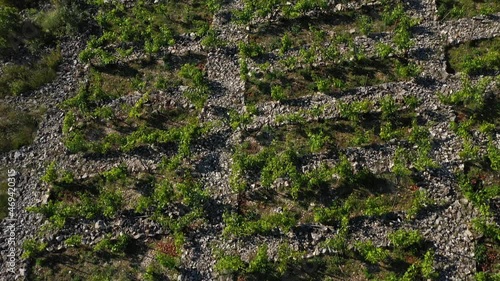 Flying Over Primosten Babic Vineyard In Croatia - aerial drone shot photo