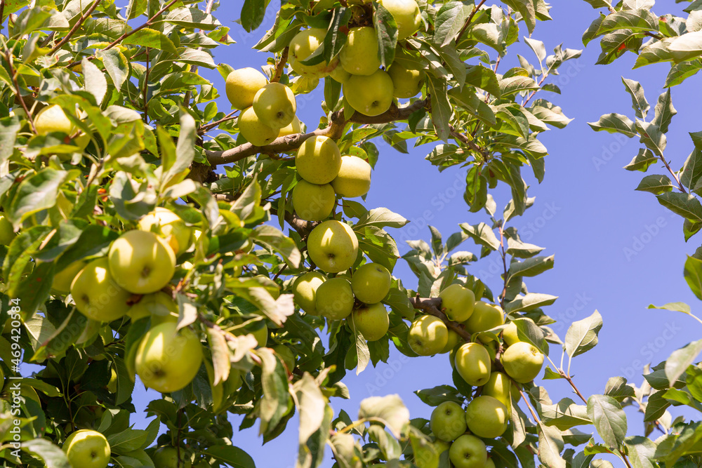 Closeup of green apple tree branch with ripe juicy fruits in sunny garden. Harvest time..