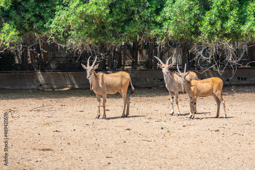 Giant eland