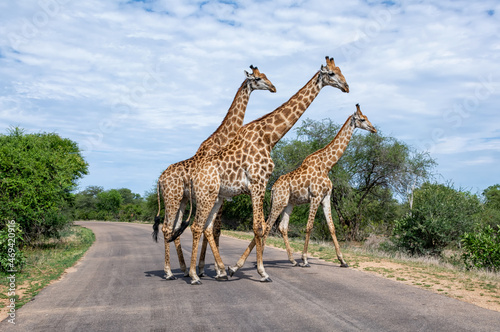 Giraffes Crossing A Road