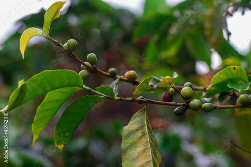 branch of coffee fruits in a coffee plantation in the highlands of San Jeronimo in Costa Rica