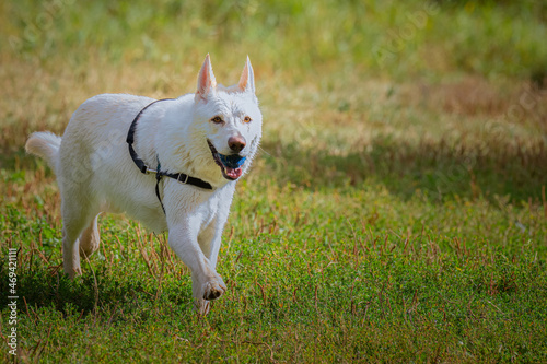 2021-11-15 A WHITE SHEPARD RUNNING WHIT A BLUE BALLI N HIS MOUTH ACROSS A GREEN PASTURE
