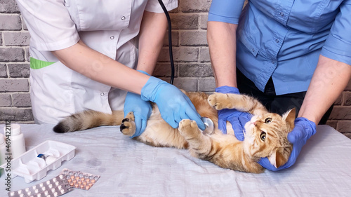 Vet examining ginger cat with stethoscope. Doctor assistant veterinarian holding a pet on hands at vet clinic