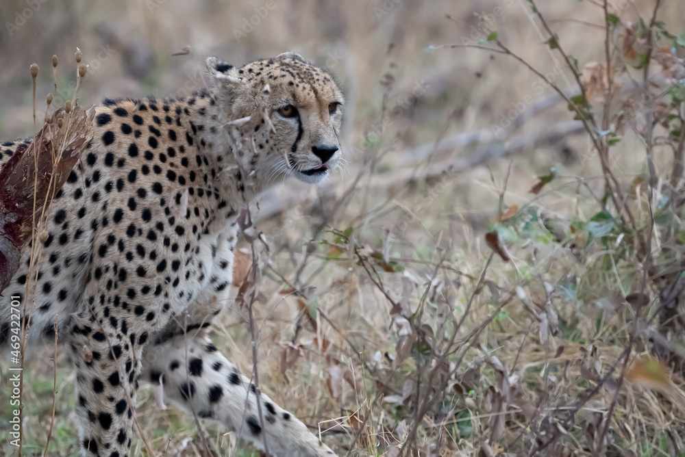 Medium shot of shoulders and head of a cheetah standing in African grasslands. Medium shot of shoulders and head of a cheetah standing in African grasslands.