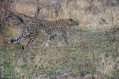 A cheetah walking through the bush of the African wilderness.