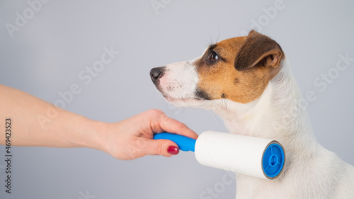 A woman uses a sticky roller to remove hair on a dog © Михаил Решетников