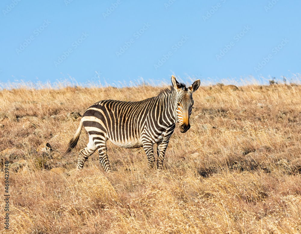 Obraz premium Cape Mountain Zebra