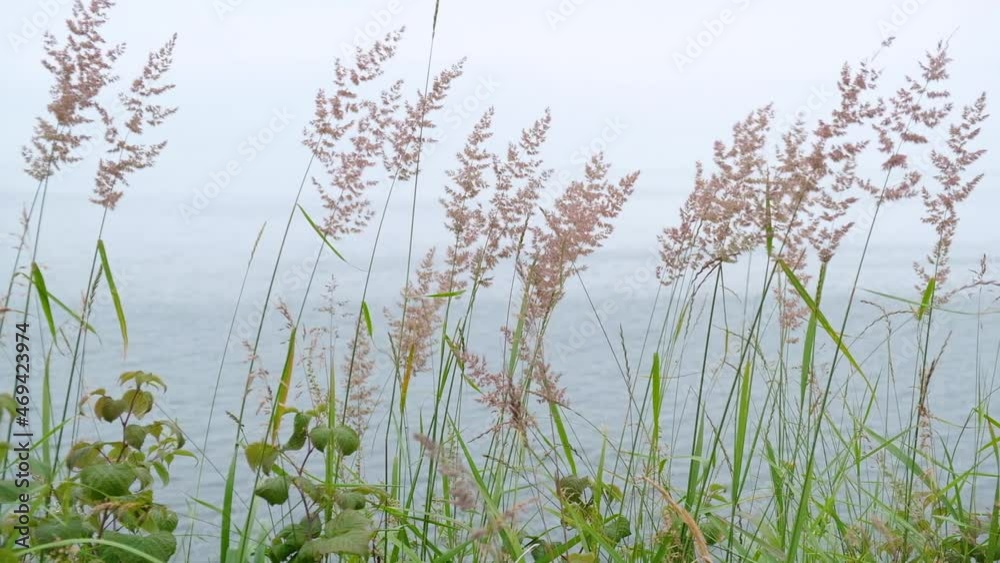 The wild grass by the lake sways smoothly and slowly in the wind. Foggy morning on the lake in summer. Elements of beautiful wildlife. The wild grass by the lake sways smoothly and slowly in the wind. Foggy morning on the lake in summer. Elements of beautiful wildlife.