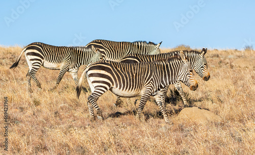 Cape Mountain Zebra