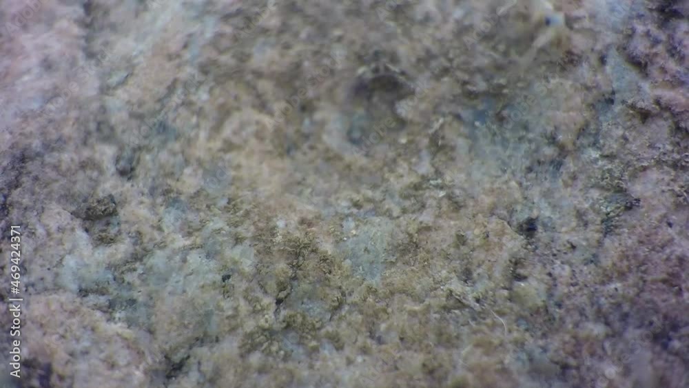 Ants running around the dirt after a rock was lifted up from the ground. Ants running around the dirt after a rock was lifted up from the ground.