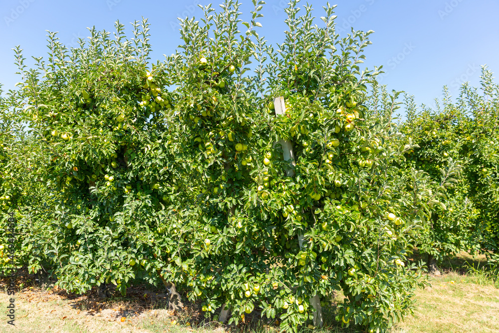 Ripe organic yellow golden apples on a tree branch in a farm orchard