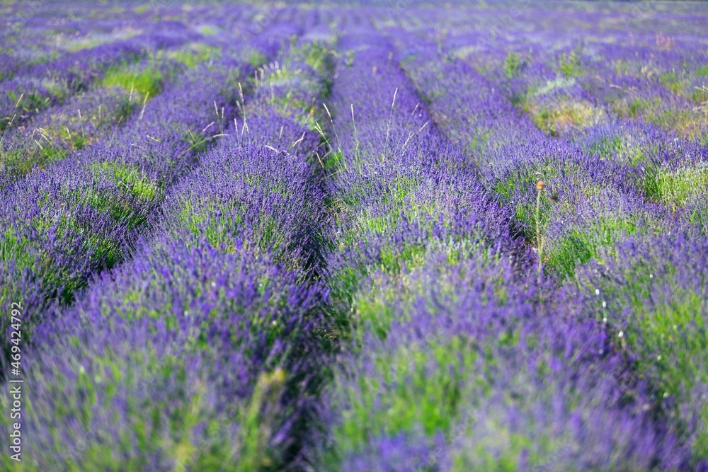 Beautiful violet aroma lavender field