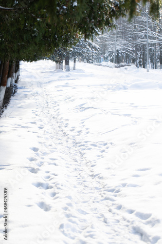 A path covered with snow surrounded by spruce trees in a small town, trampled snow, high snowdrifts. Winter in Russia.