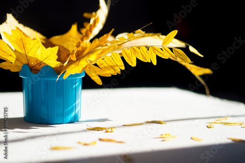 Autumn background bouquet yellow dry acacia maple leaves blue vase hard light