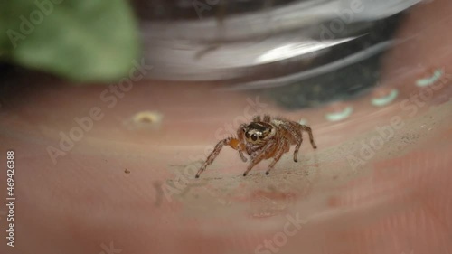 Tiny Cute Jumping Spider looking around. Macro tracking photo