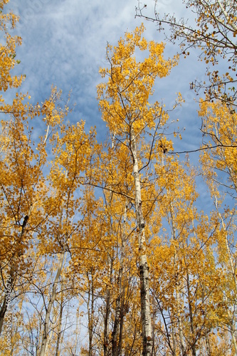 golden leaves above
