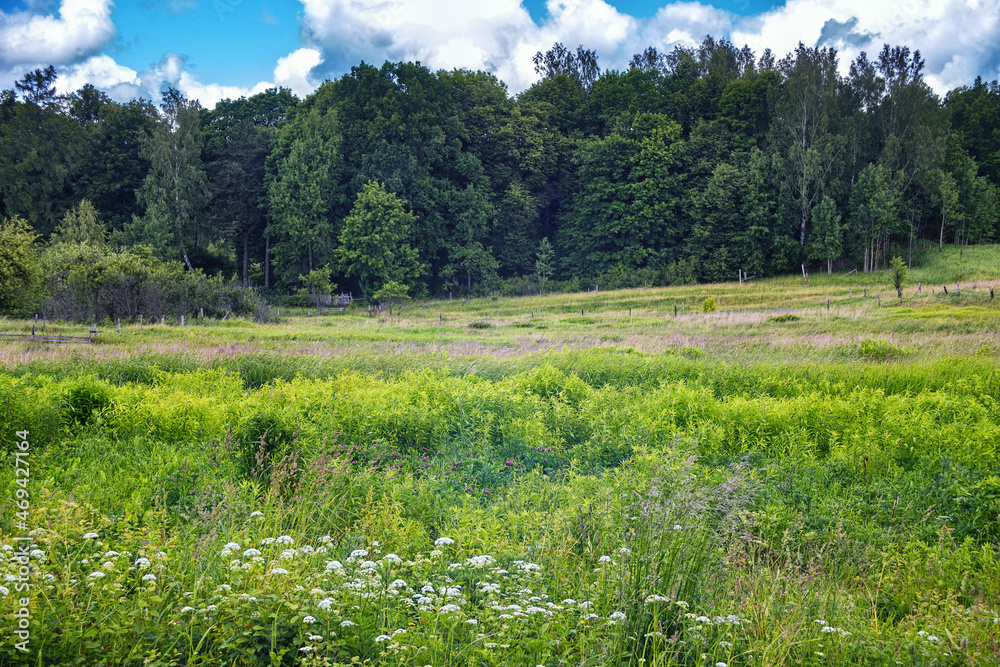 Fototapeta premium Rural landscape with the green field in the summer