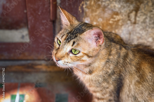 Portrait of the adorable young street cat in the Fez, Morocco. © Renar