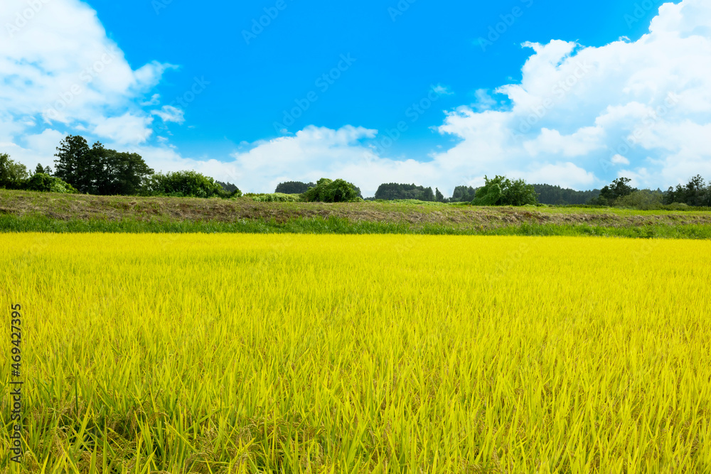 Fototapeta premium Images of rice fields and blue sky with rice growing in the harvest.