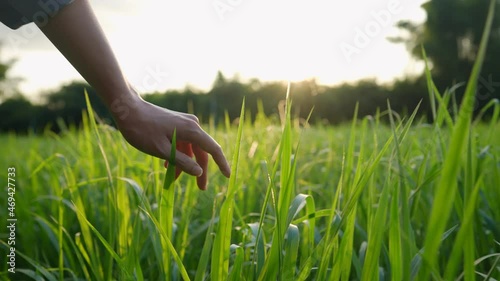 Female hand gently touches through the high grass field area against beautiful warm morning light, feel the nature in slow motion, earth day, sustainable natural resource, agricultural activity