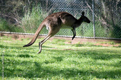 the western grey kangaroo is bounding along the fence line