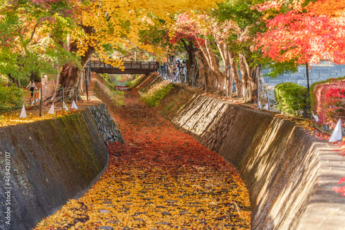 山梨県・富士河口湖もみじ回廊の風景 【Japanese Maple Corridor in Yamanashi prefecture】