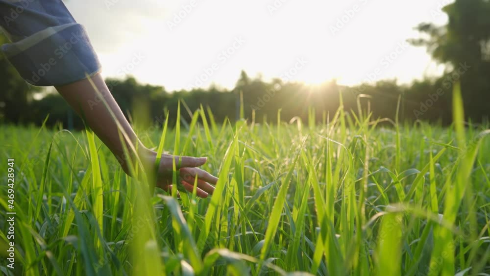 Light skin female hand touches a green high crops natural grass field, farmer using hand checkin on growth crops cultivating lawn, hand touch nature, beautiful morning sunlight, warm summer weather 