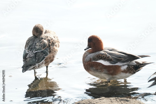 eurasian wigeon in the pod photo