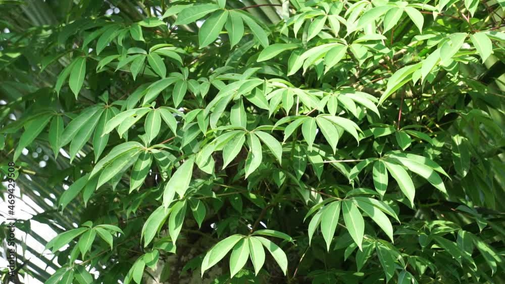 Ceiba pentandra (cotton, Java kapok, silk cotton, samauma) with a natural background. Indonesian used this plant as bed Ceiba pentandra (cotton, Java kapok, silk cotton, samauma) with a natural background. Indonesian used this plant as bed