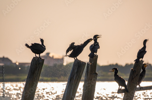 A flock of cormorants sits on a old sea pier in orange sunset light © Dmitrii Potashkin