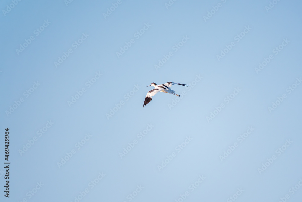 Water bird pied avocet, lat. Recurvirostra avosetta, flies over the lake. The pied avocet is a large black and white wader with long, upturned beak
