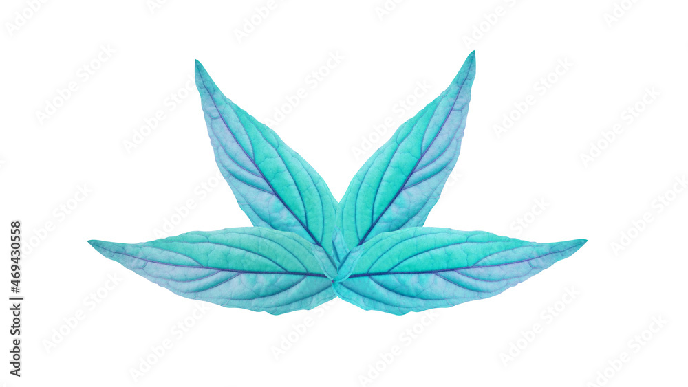 Four blue leaves isolated on white background for design or other art illustration with clipping path.