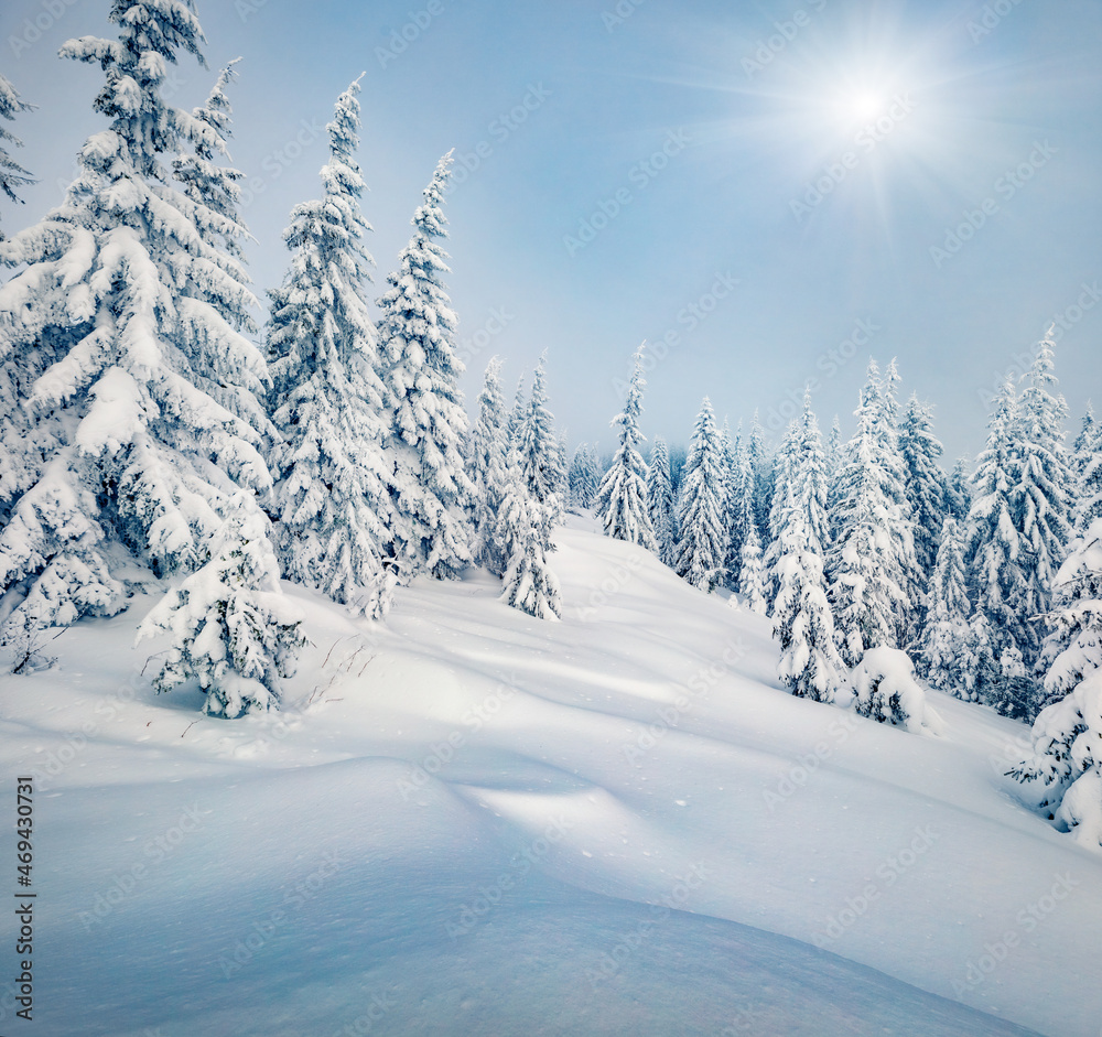 Fototapeta premium Untouched winter landscape. Incredible outdoor scene of mountain valley. Fir trees covered by fresh snow in Carpathian mountains. Unbelievable winter view of fit forest, Ukraine, Europe.