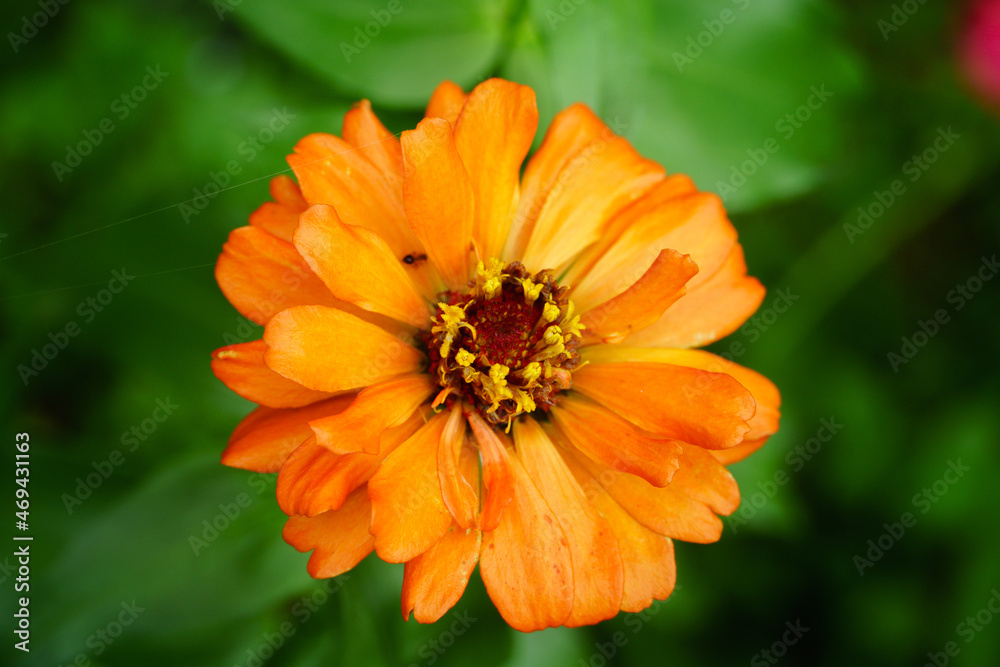 bee on orange flower bee on orange flower
