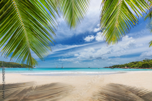 Fototapeta Naklejka Na Ścianę i Meble -  Palm tree on tropical Sunny beach in paradise Anse Lazio beach, Praslin island, Seychelles.