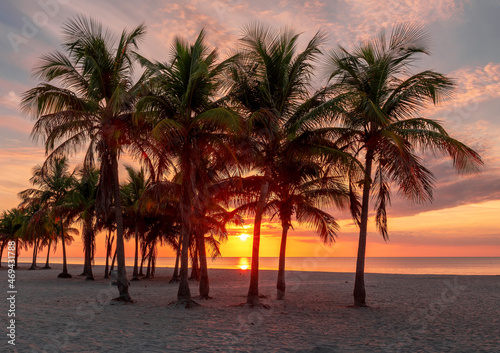 Beach with palm trees at sunrise in beautiful tropical Miami Beach, Florida
