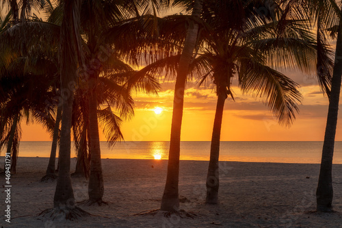 Palm trees at sunrise in beautiful tropical beach in Miami Beach, Florida photo