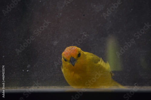 yellow bird  photo